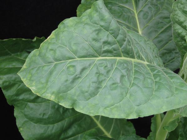 Boron toxicity